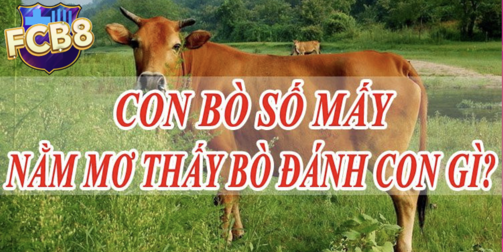 Bí Mật Đằng Sau Mơ Thấy Con Bò – Cách Áp Dụng Vào Việc Đánh Đề