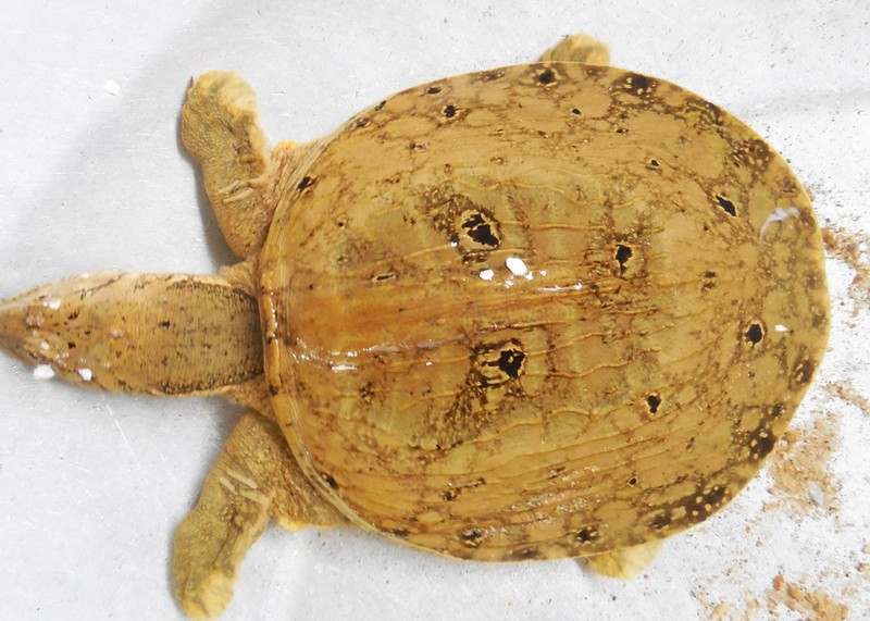 Ý nghĩa mộng thấy ba ba