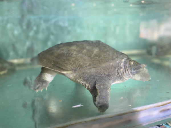 Số đề may mắn khi chiêm bao thấy ba ba