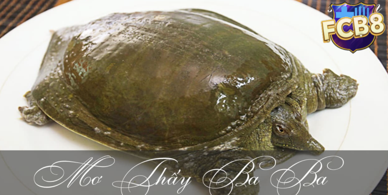 Giải mã giấc mơ thấy ba ba và con số may mắn