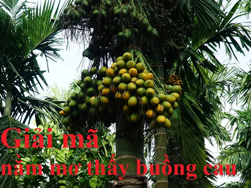 Giải Mã Giấc Mơ Thấy Buồng Cau – Điềm Báo Đánh Đề Số Mấy?