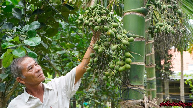 Ý nghĩa giấc mộng thấy buồng cau