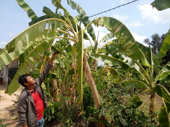 Ý nghĩa của những giấc mơ liên quan đến chuối