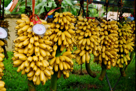 Mơ thấy buồng chuối đánh đề số bao nhiêu?