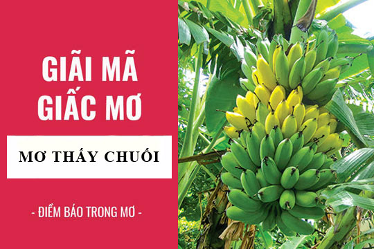 Giải Mã Giấc Mơ Thấy Buồng Chuối – Điềm Báo May Mắn Hay Xui Xẻo?