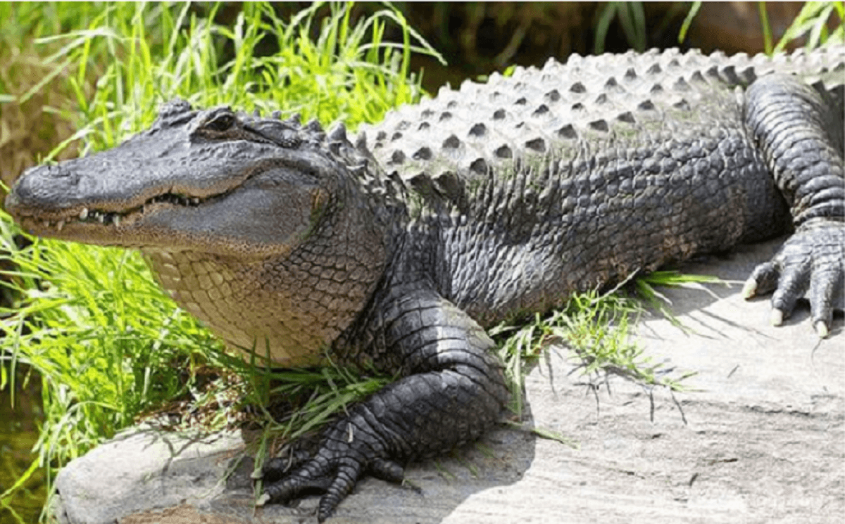 FCB8 cung cấp số đề khi mộng thấy cá sấu