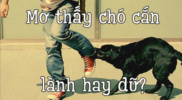 Chiêm Bao Chó Cắn Là Tốt Hay Xấu?