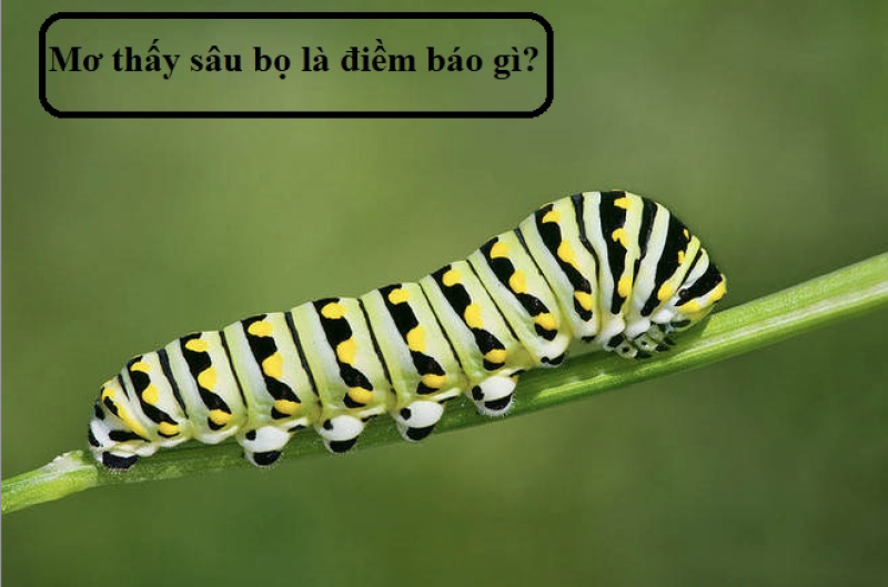 Ý nghĩa chiêm bao thấy sâu bọ