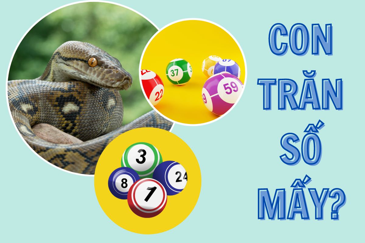 Mơ Thấy Trăn Lớn – FCB8 Gợi Ý Đánh Số Đề Nào Để Đổi Đời