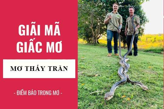 Mơ thấy trăn là điềm gì?