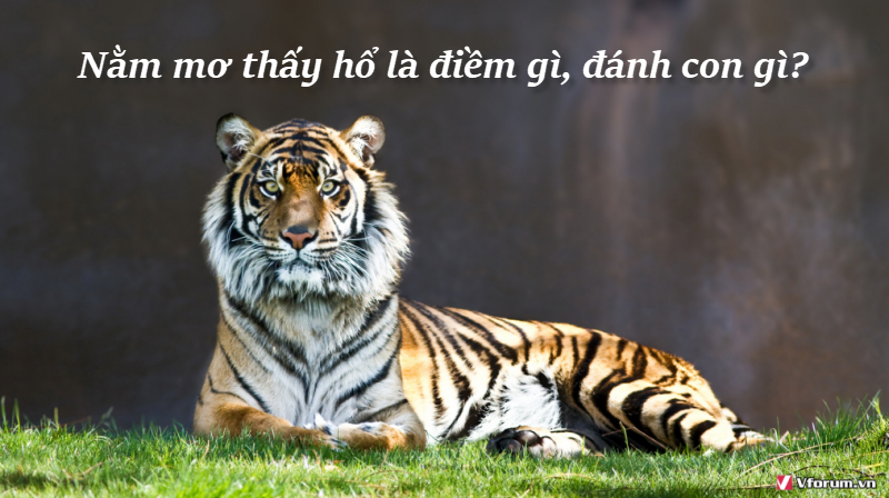 Mơ Thấy Hổ - Con Số Nào Giúp Bạn "Hạ Gục" Nhà Cái FCB8?