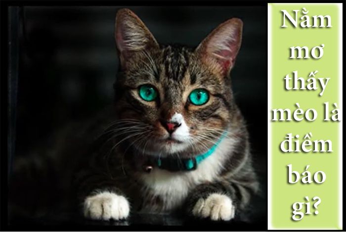 Khám phá giấc mơ thấy mèo cùng FCB8