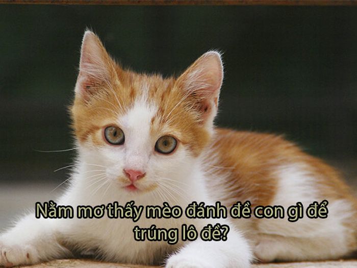 Số đề liên quan đến mộng thấy mèo