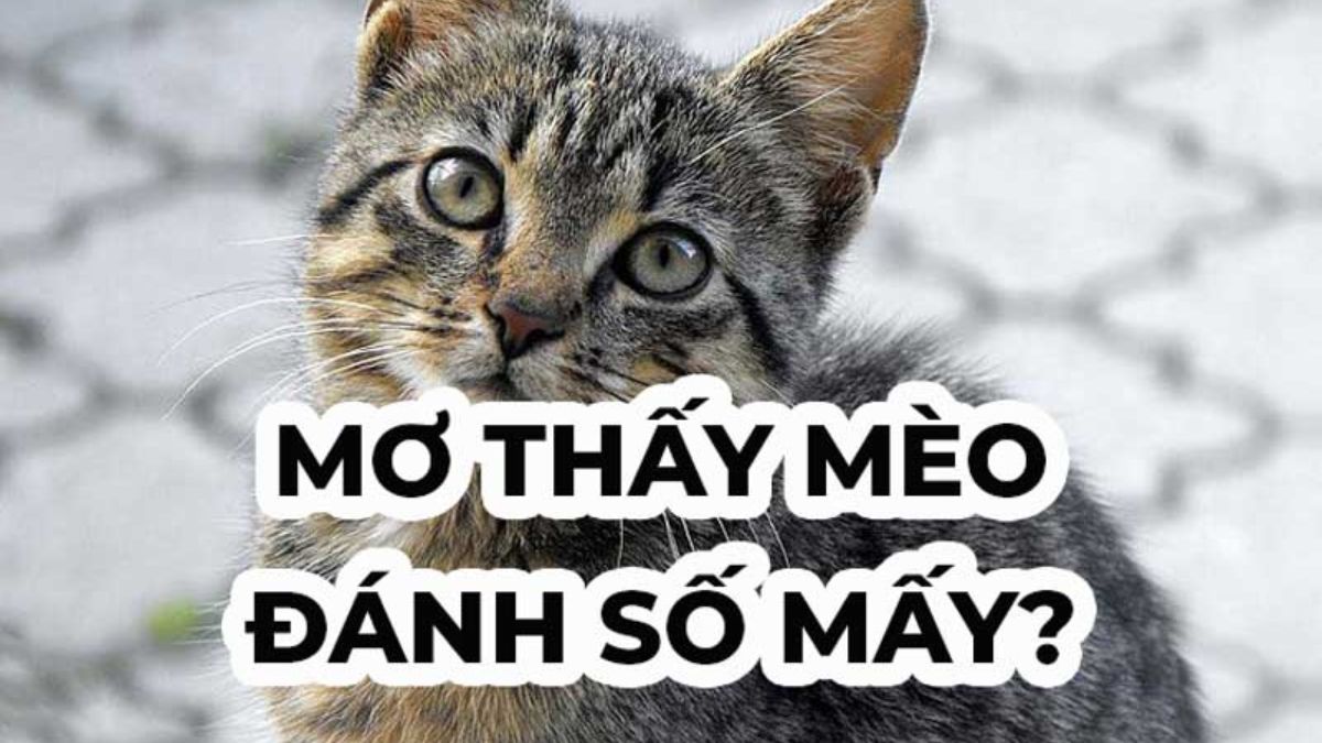 Mơ Thấy Mèo Cắn Đánh Đề Số Mấy Tại FCB8?