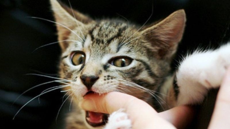 Mơ Thấy Mèo Cắn Là Tốt Hay Xấu?