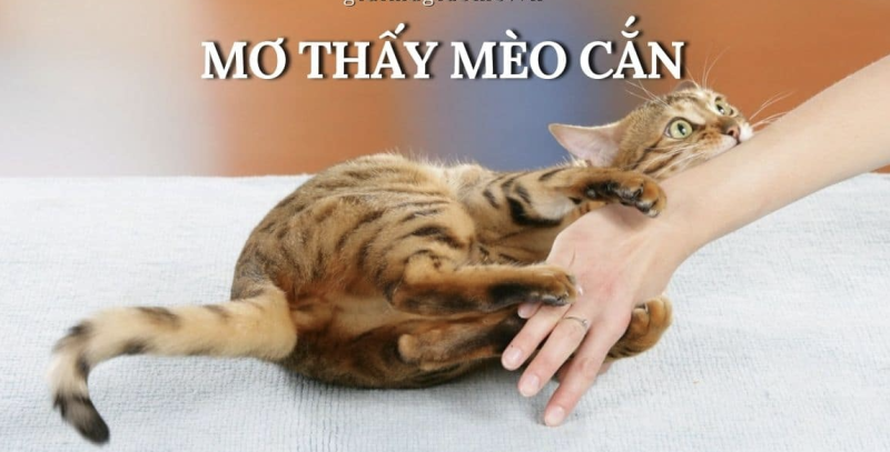 Khám phá giấc mơ thấy mèo cắn cùng FCB8
