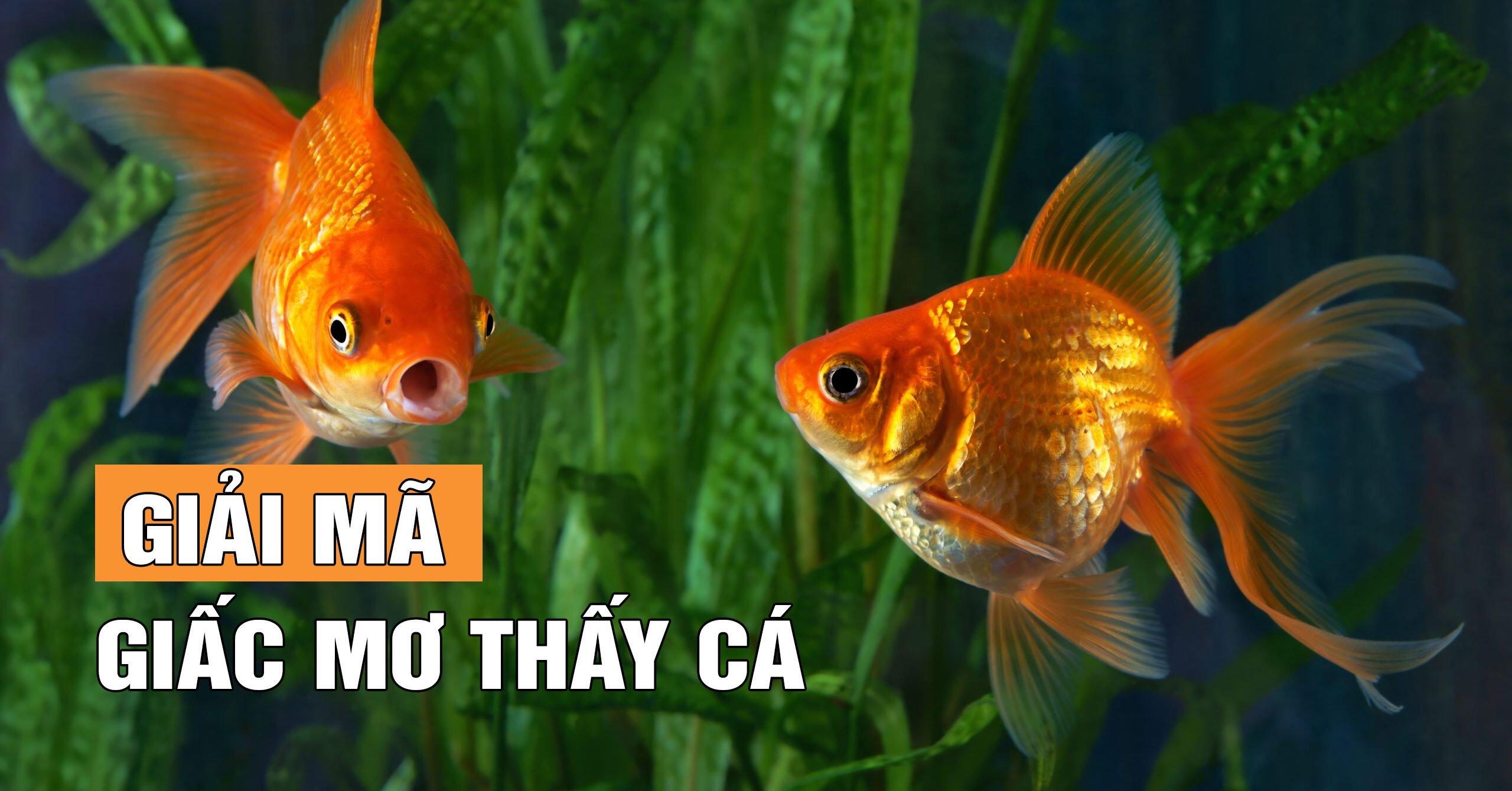 FCB8 gợi ý số đề khi mơ thấy cá