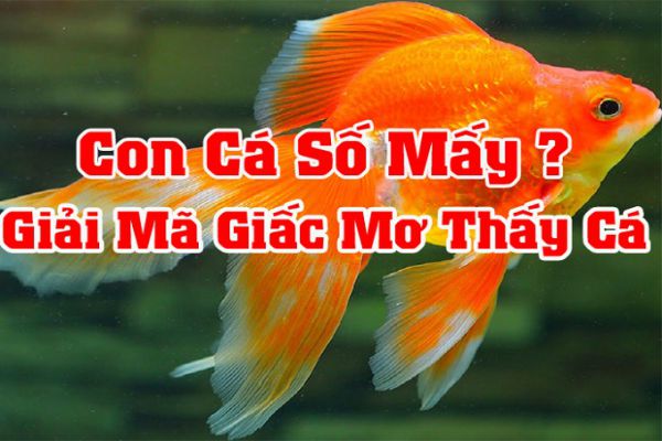 Giải Mã Giấc Mơ Thấy Cá – Đánh Con Gì Tại FCB8?