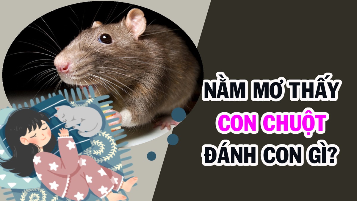 FCB8 Giải Mã Giấc Mơ Thấy Chuột Có Ý Nghĩa Gì? Số Đề Bao Nhiêu?