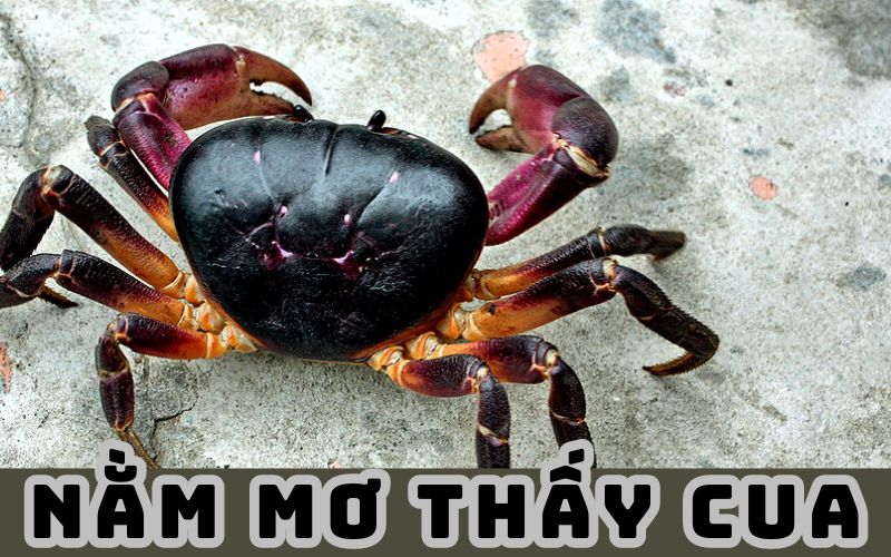 Mơ Thấy Cua Số Mấy? FCB8 Giúp Bạn Tìm Câu Trả Lời Chính Xác Nhất