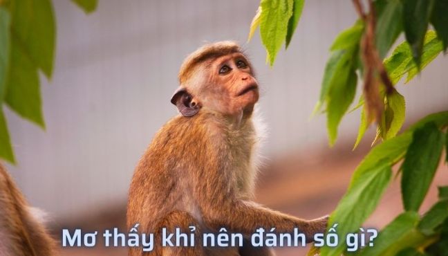 Chiêm bao thấy khỉ đánh lô đề bao nhiêu để trúng giải?