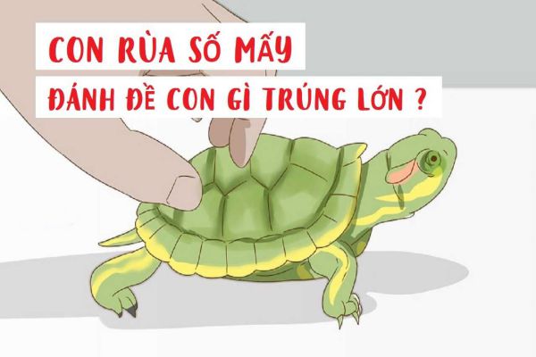 Mơ thấy rùa đánh đề số mấy tại FCB8?