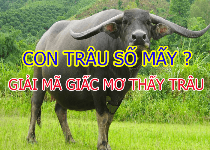 Mơ Thấy Trâu – Đánh Con Gì Chuẩn Nhất Tại Lô Đề FCB8?