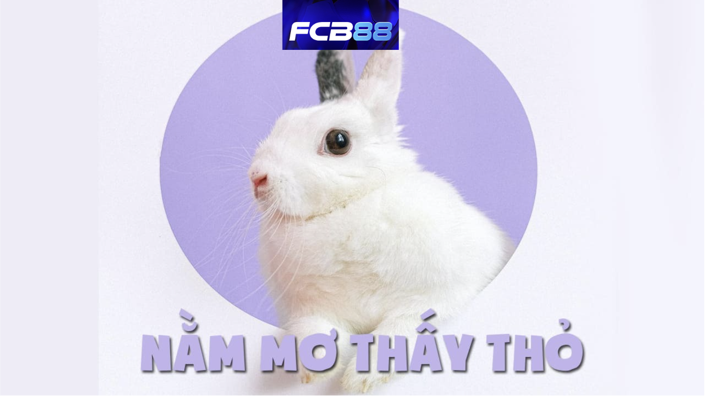 Mơ Thấy Thỏ - Con Số Đề May Mắn Đang Chờ Bạn Tại FCB88!