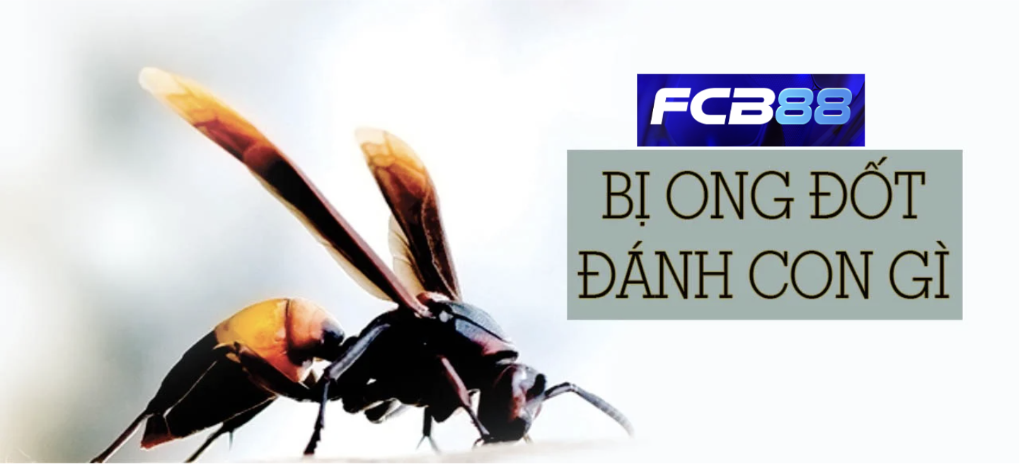 Mơ Thấy Ong Đốt Đánh Con Gì? Bí Kíp Trúng Đề Từ FCB88