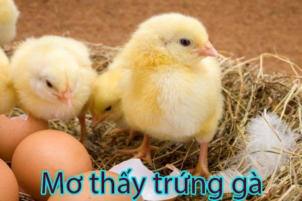 FCB88 giải mã ý nghĩa giấc mộng thấy trứng gà