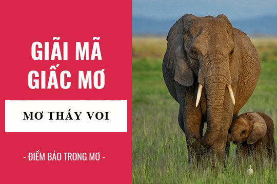 Mơ Thấy Voi Đánh Con Gì Tại FCB88? Ý Nghĩa Giấc Mơ Thấy Voi