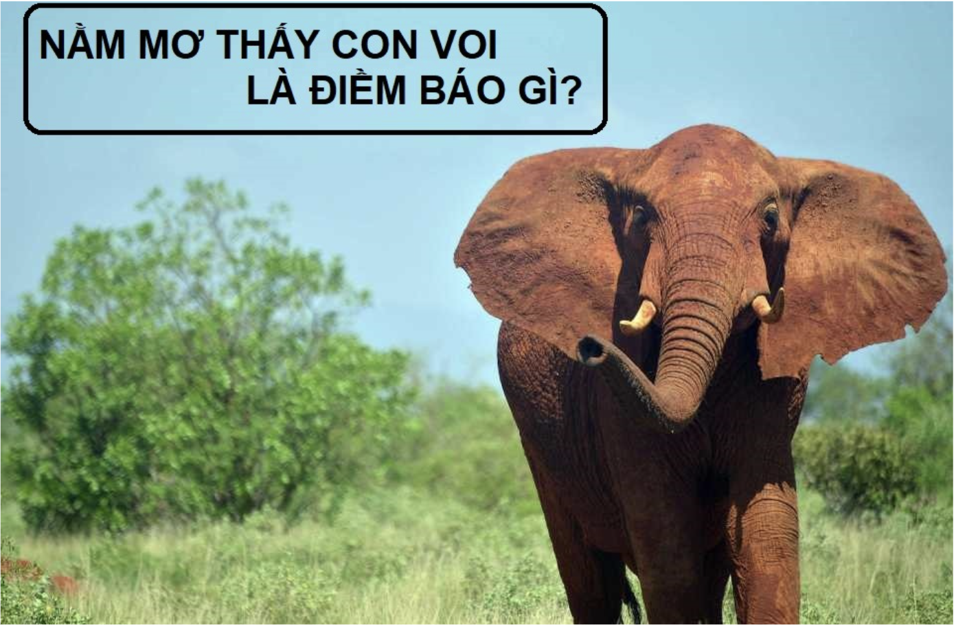 Cùng FCB88 giải mã giấc mộng thấy voi 