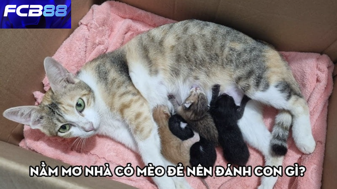 Mơ thấy mèo đẻ là số mấy?