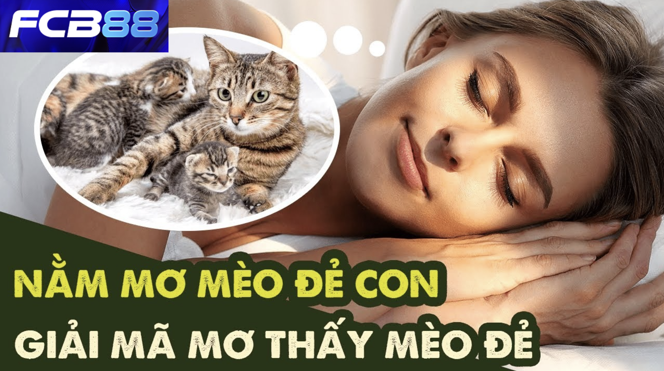 FCB88 Giải Mã Giấc Mơ Thấy Mèo Đẻ Và Số Đề Liên Quan