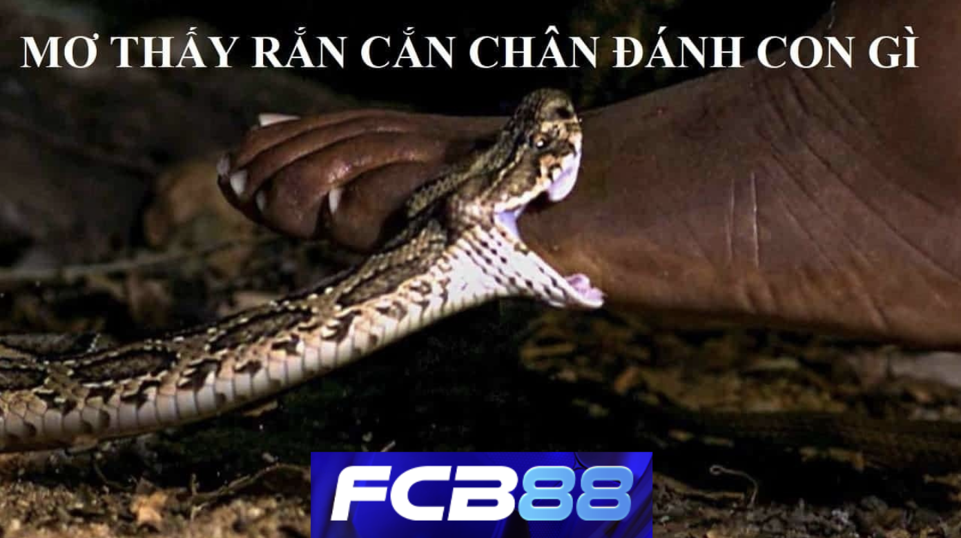 Mơ Thấy Rắn Cắn Chân – Điềm Báo Gì Và Con Số May Mắn Tại FCB88?