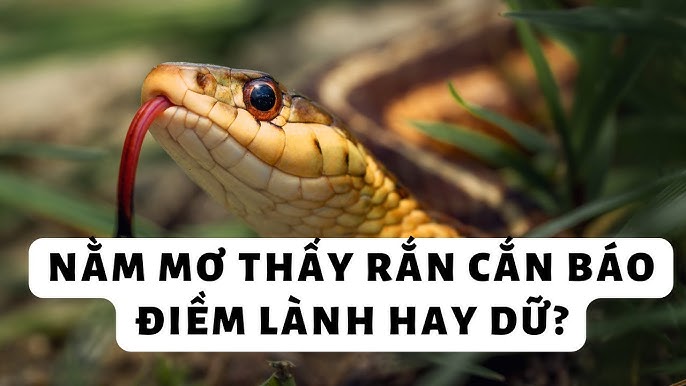 Nằm mơ rắn cắn chân là lành hay dữ?