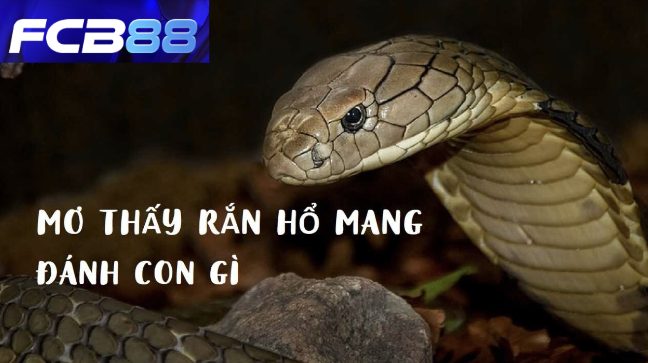 Nằm mơ rắn hổ mang là điềm tốt hay xấu?