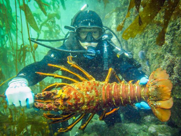 FC88 Gợi ý số đề khi Mơ Thấy Bắt Tôm