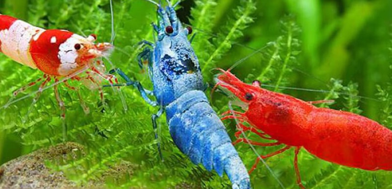 Mơ Thấy Bắt Tôm là điềm tốt hay xấu?